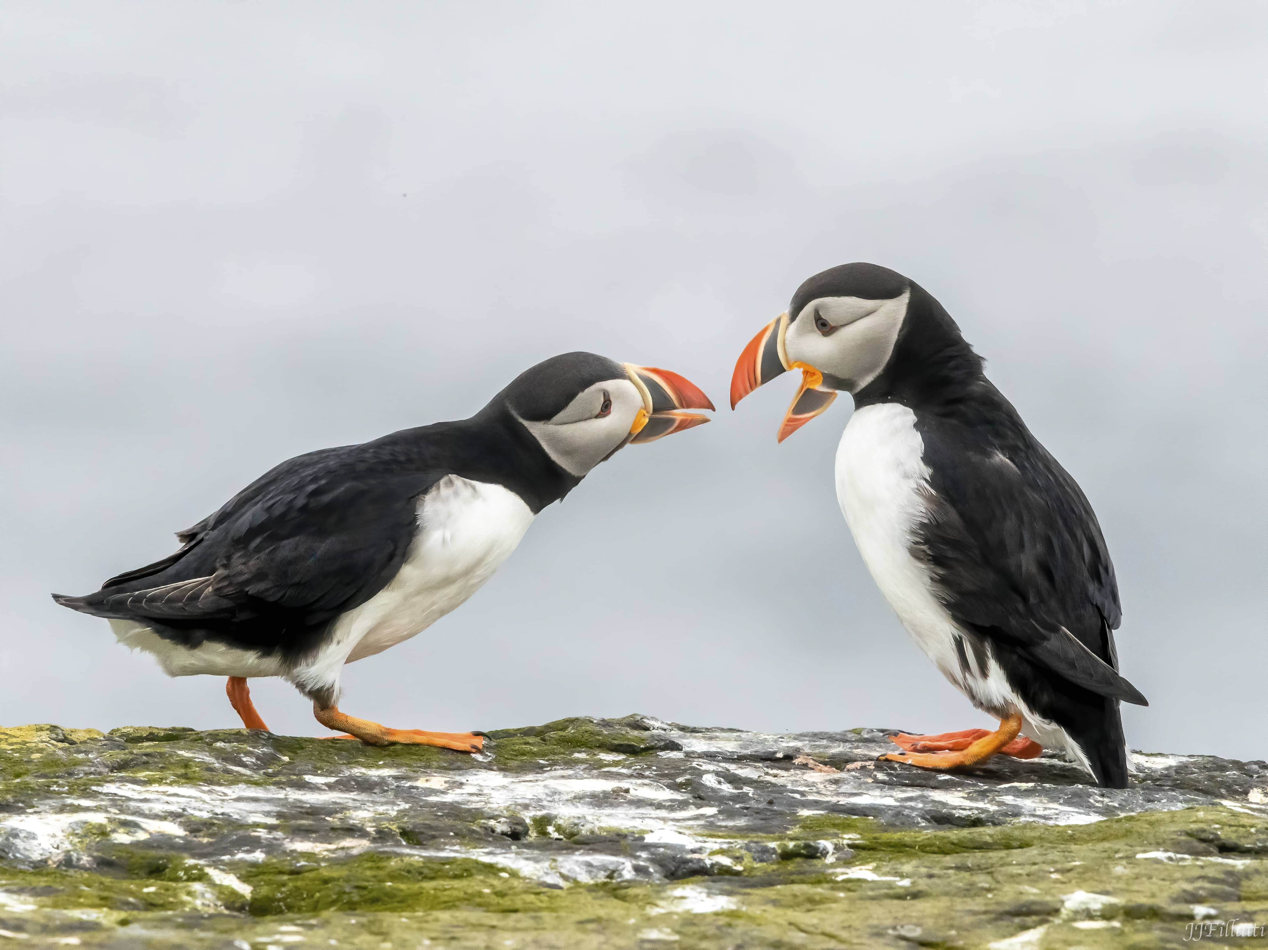 bird of iceland image 3